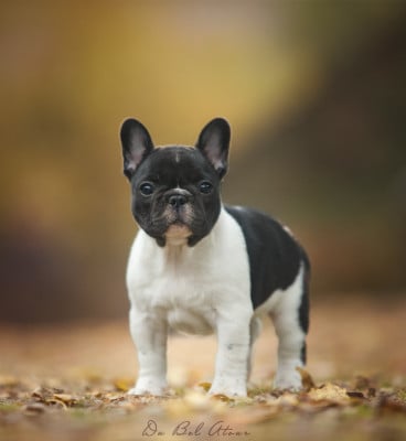 Les chiots de Bouledogue français