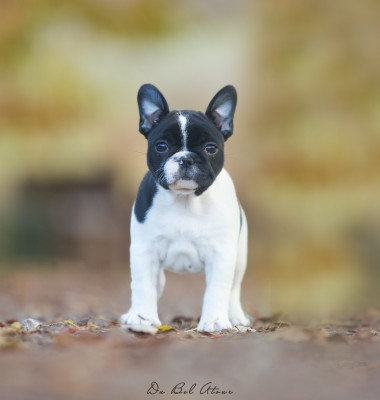 Les chiots de Bouledogue français