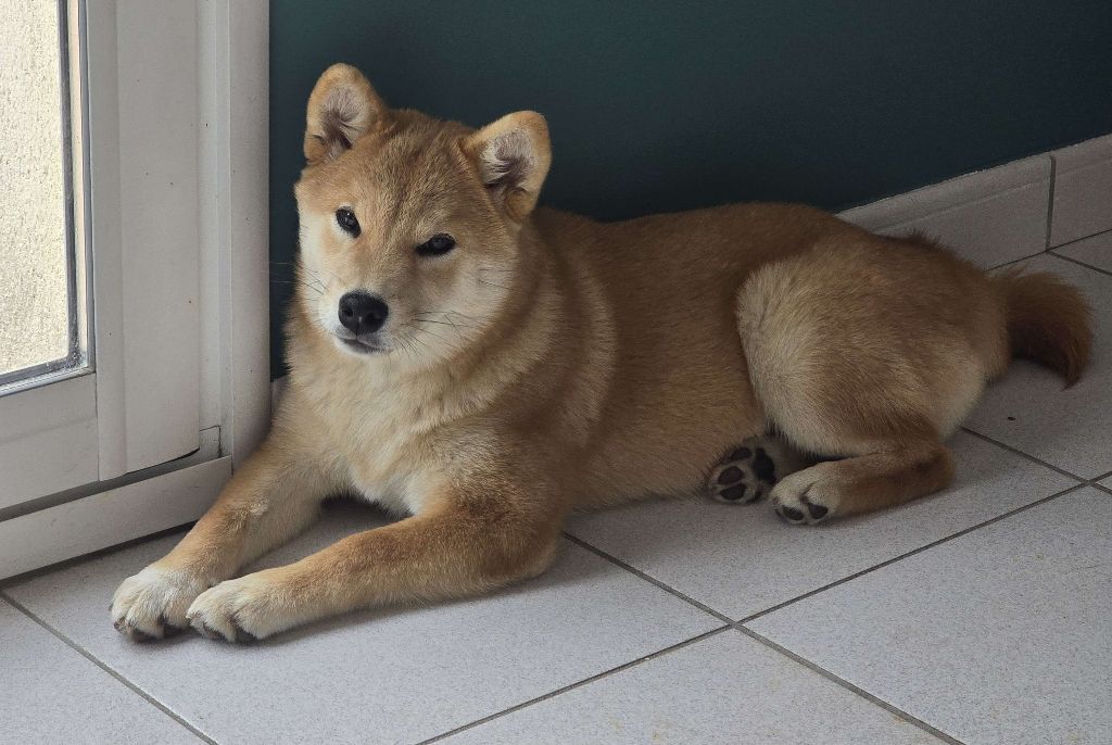 Amaterasu okami Go Sakura Kensha