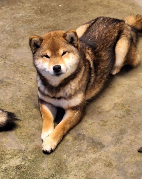 Publication : Amaterasu's Guardians