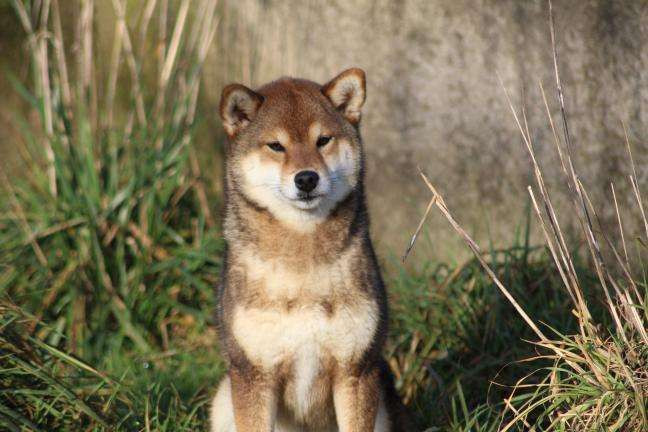 Publication : Amaterasu's Guardians