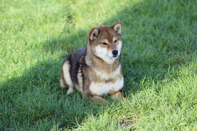 Publication : Amaterasu's Guardians