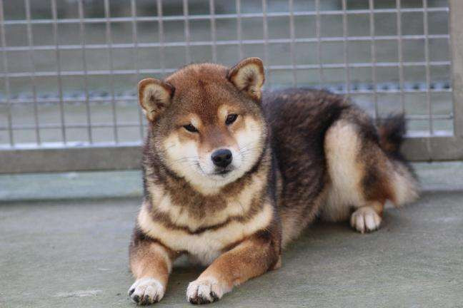 Publication : Amaterasu's Guardians