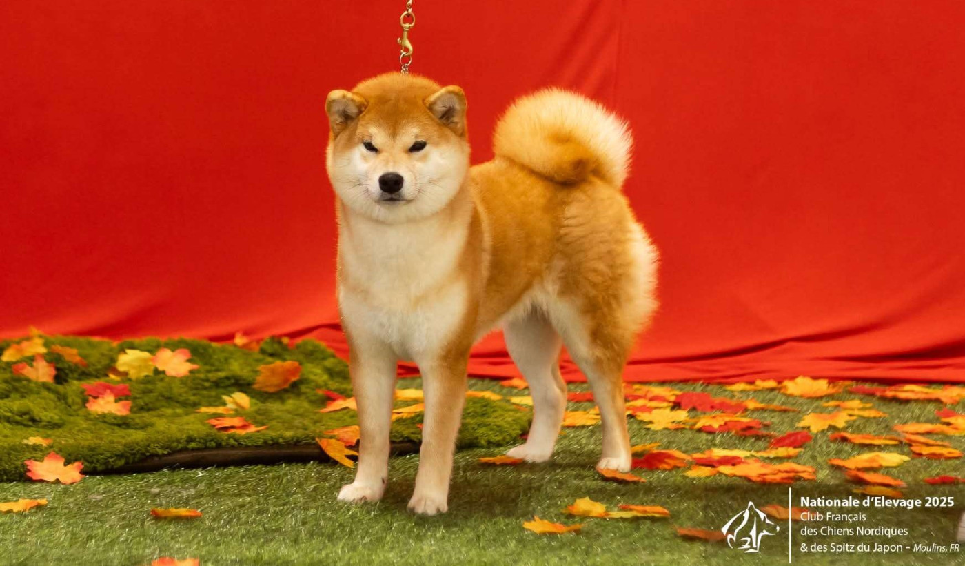 Amaterasu Okami Go Sakura Kensha