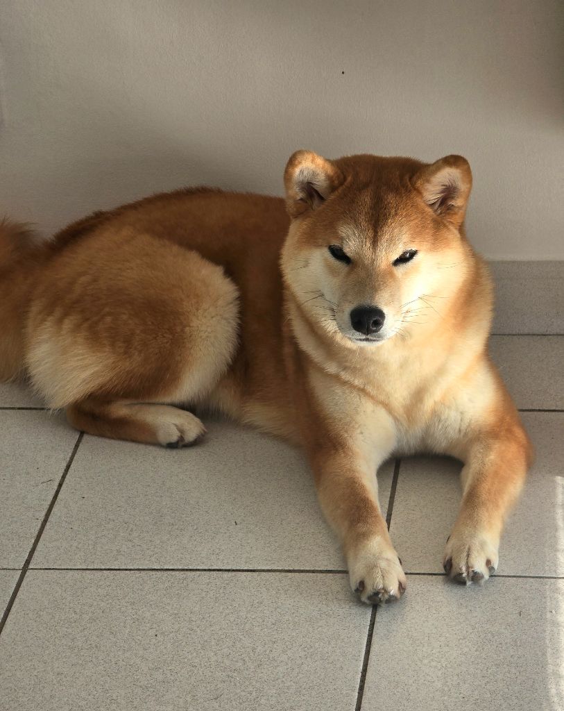 Amaterasu okami Go Sakura Kensha