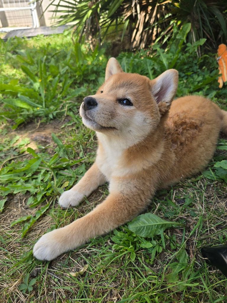 Amaterasu okami Go Sakura Kensha