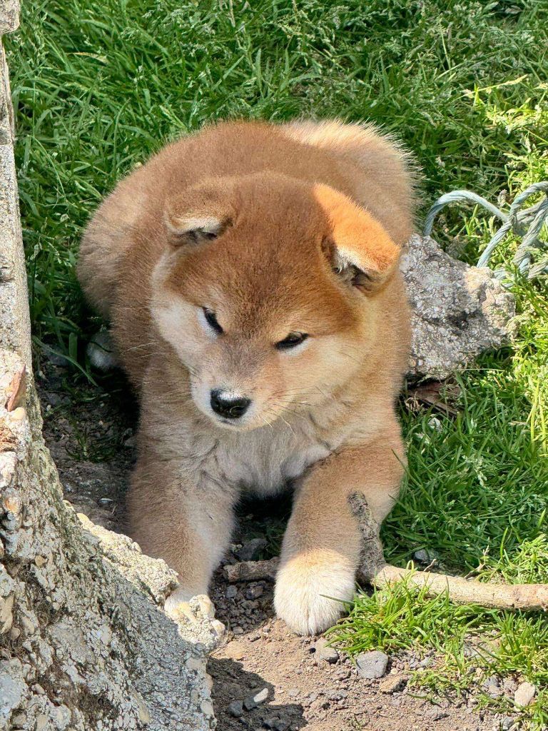 Amaterasu okami Go Sakura Kensha