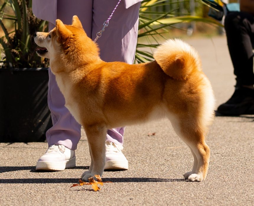 Amaterasu okami Go Sakura Kensha