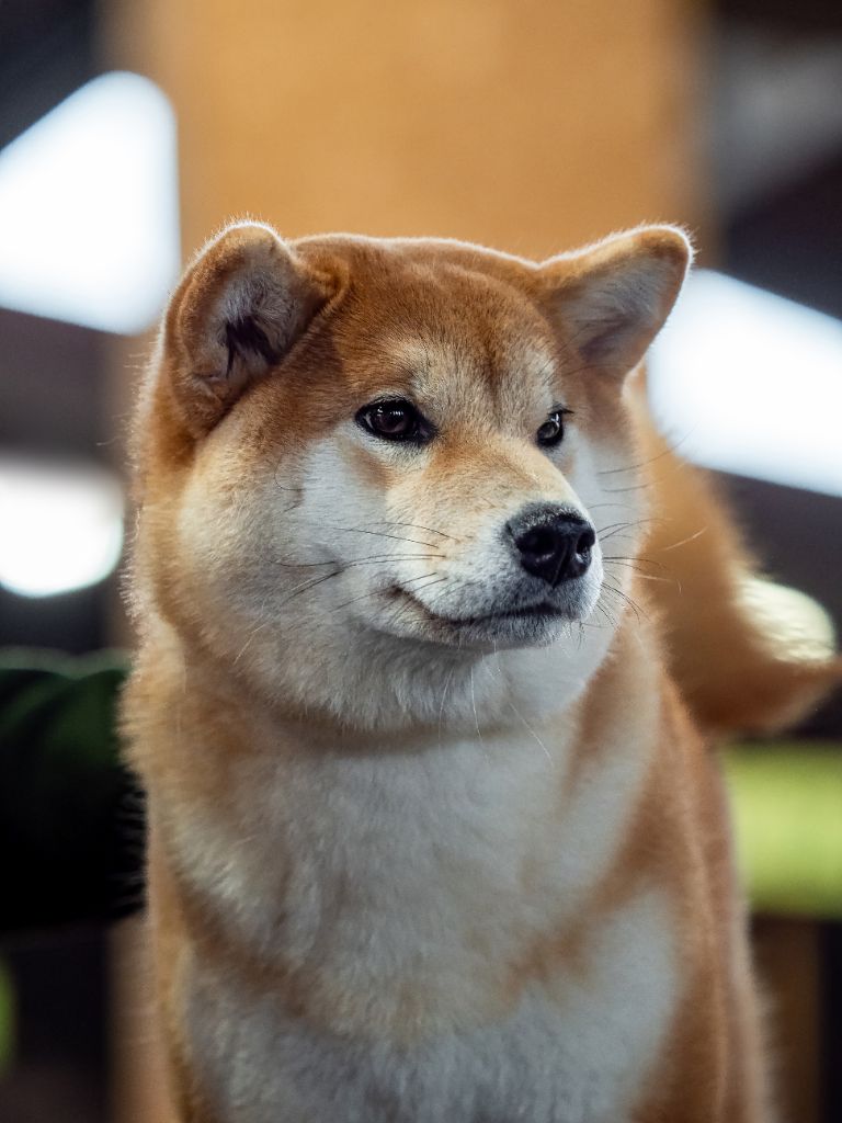 Amaterasu okami Go Sakura Kensha