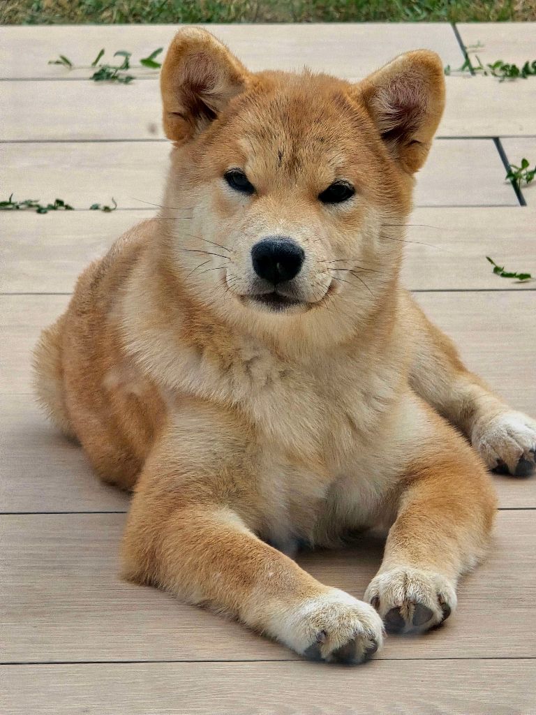 Amaterasu okami Go Sakura Kensha