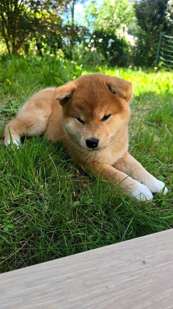 Amaterasu okami Go Sakura Kensha