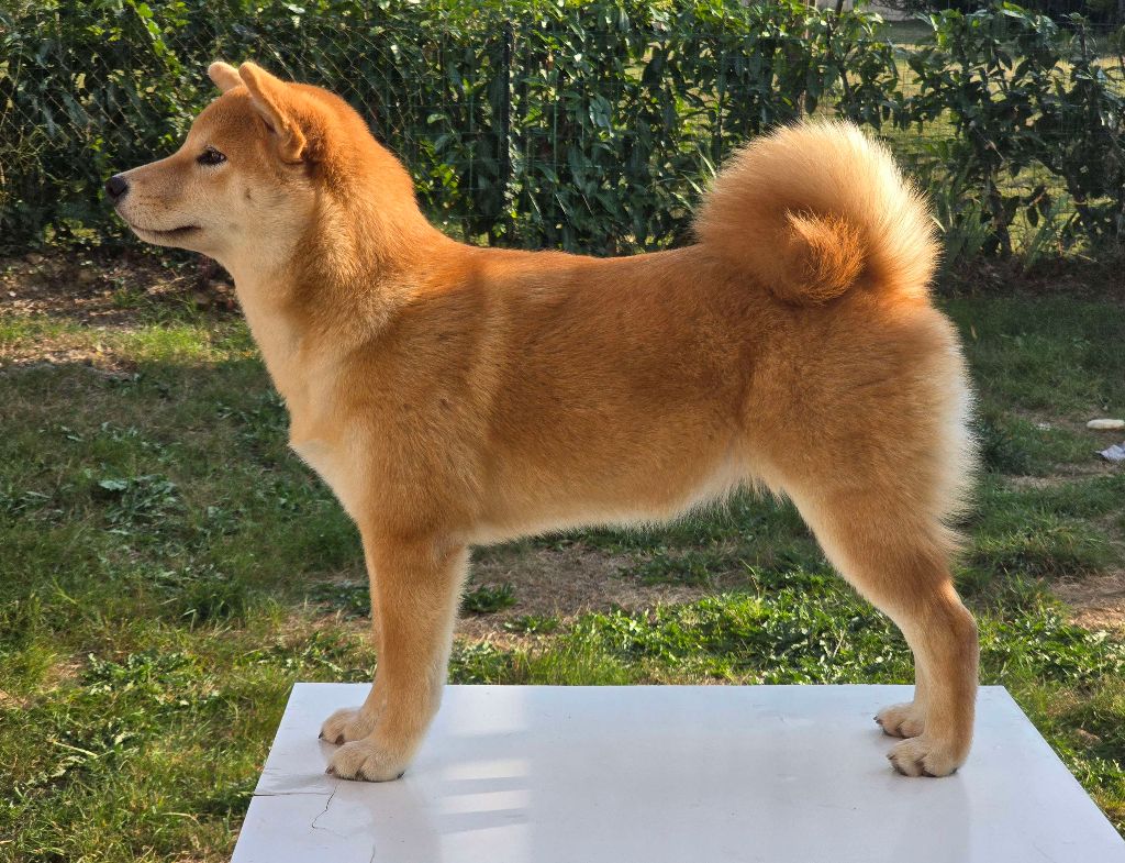 Amaterasu okami Go Sakura Kensha