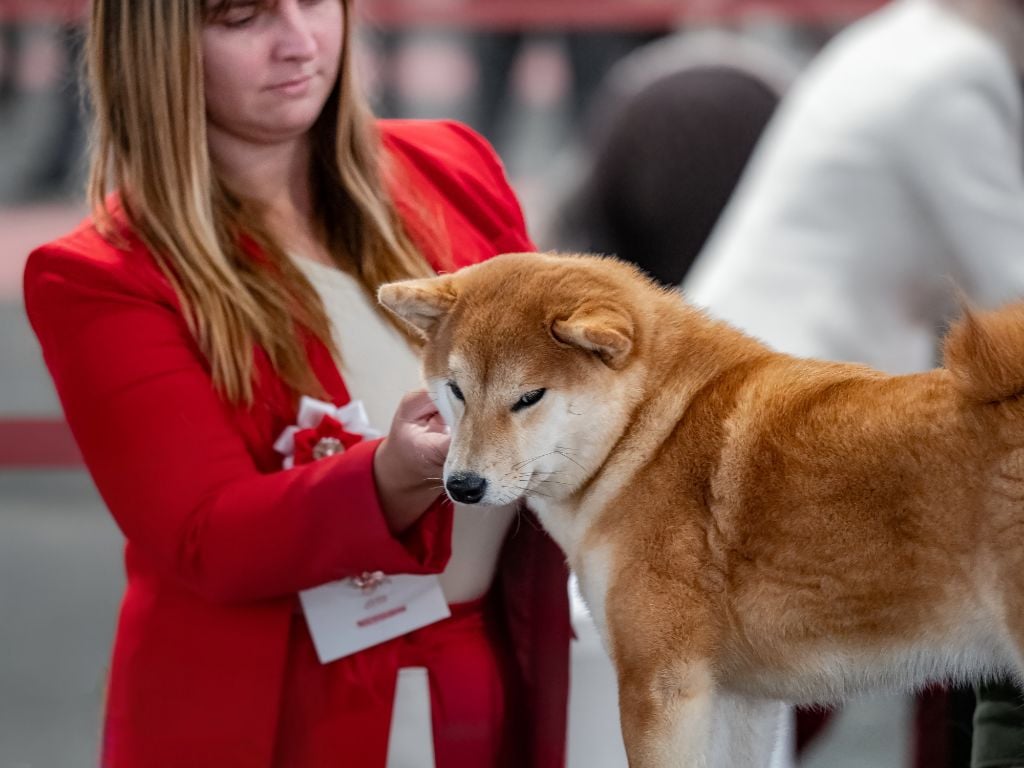 Amaterasu okami Go Sakura Kensha