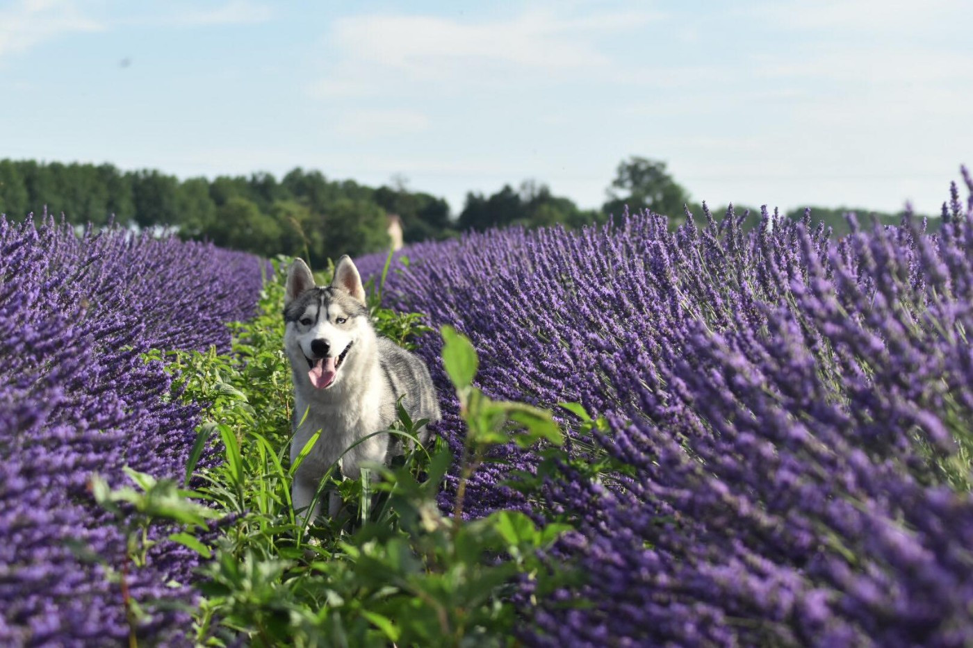 Requiem For A Dream Of Moonlight's Rhapsody