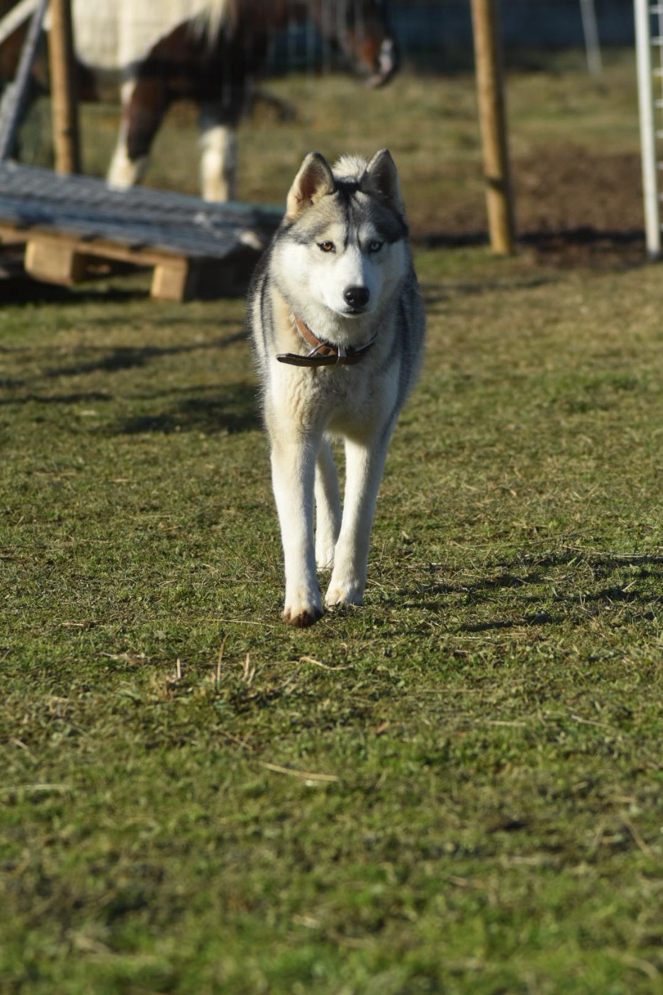Requiem For A Dream Of Moonlight's Rhapsody
