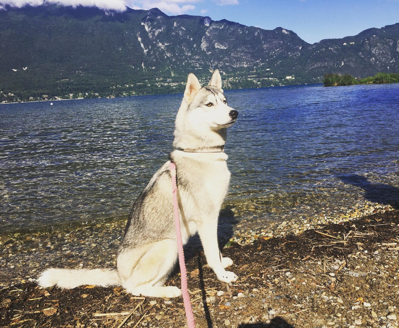 Requiem For A Dream Of Moonlight's Rhapsody