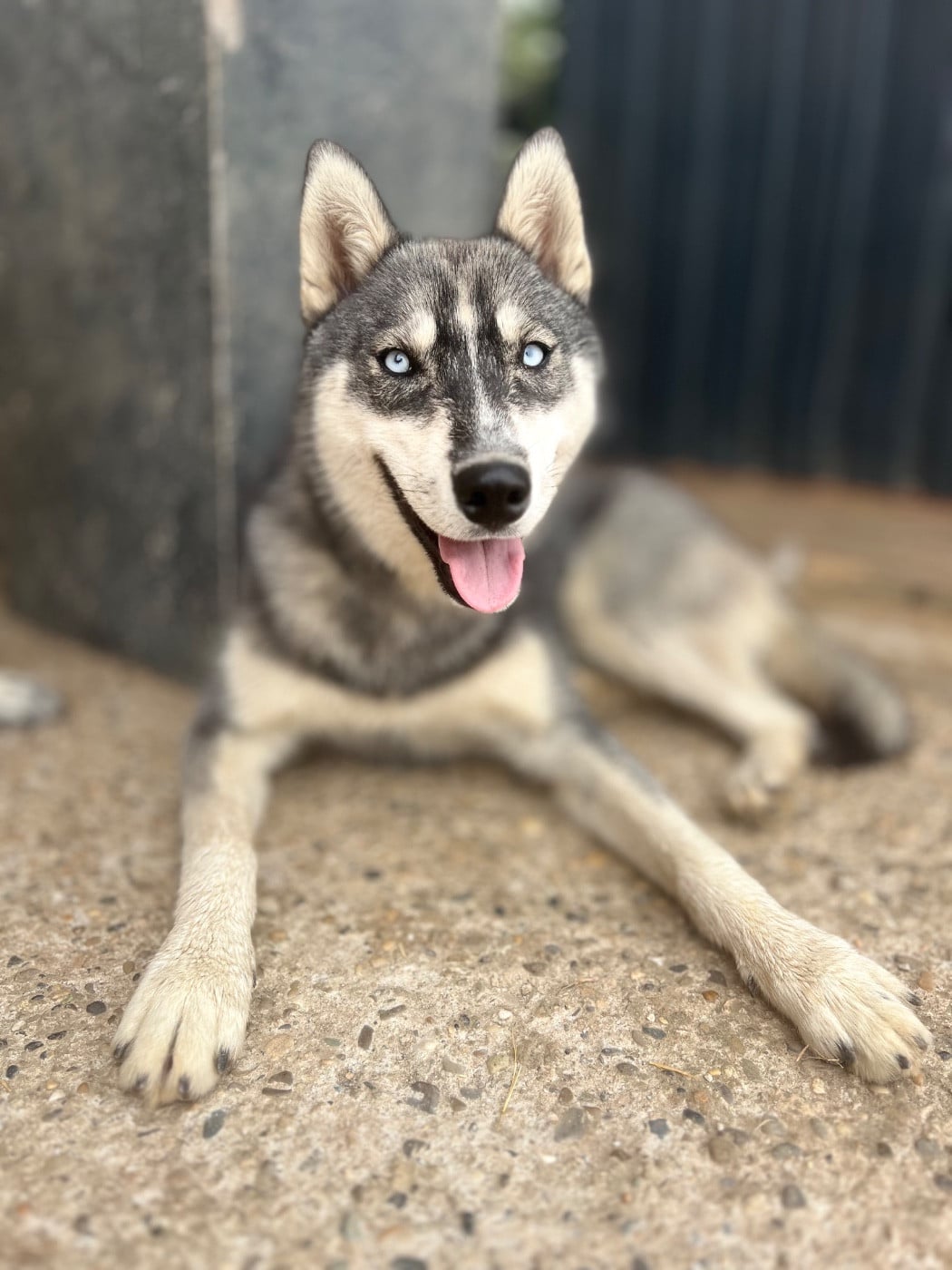 CHIOT
