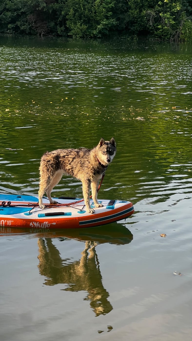 CHIOT