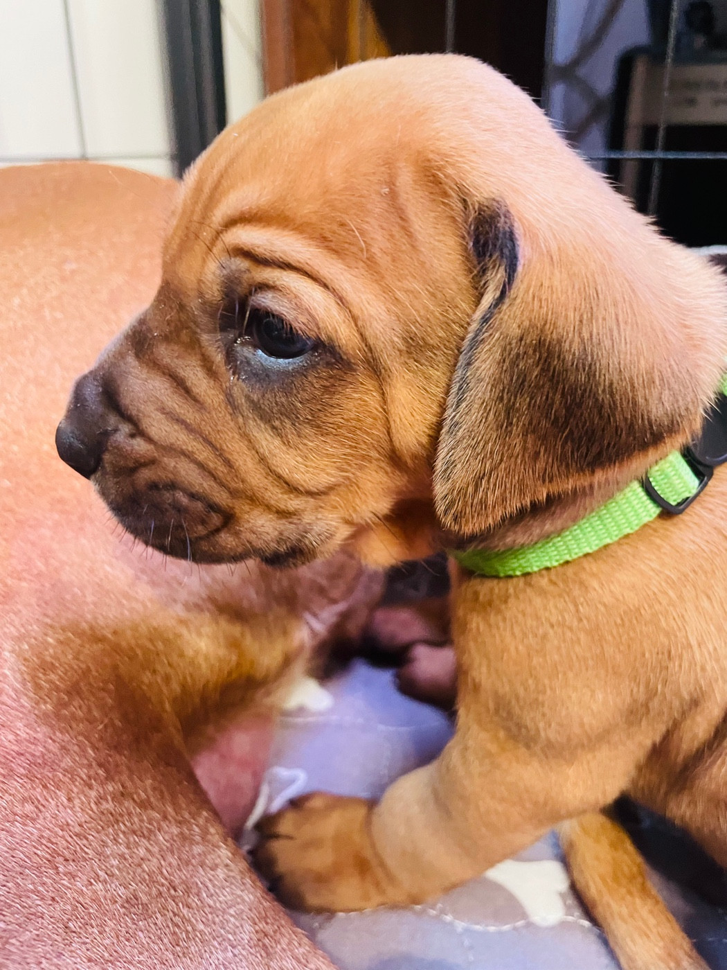 CHIOT 7 - Male vet clair - Rhodesian Ridgeback