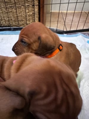 Les chiots de Rhodesian Ridgeback