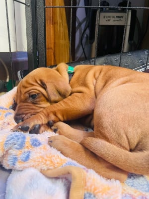 Les chiots de Rhodesian Ridgeback