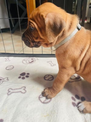 Les chiots de Rhodesian Ridgeback