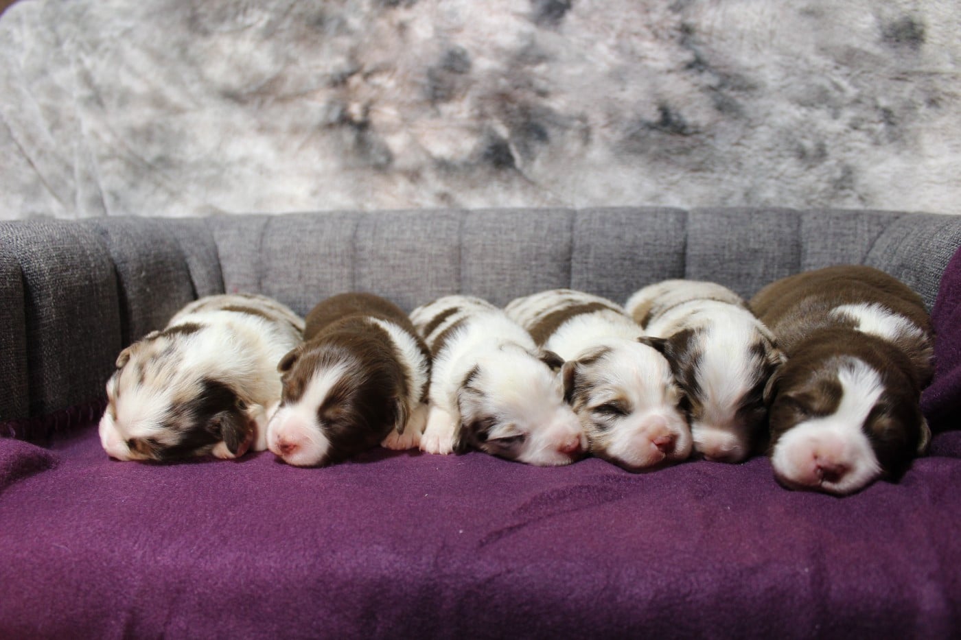 Berger Américain Miniature  - D'Ebony Blackstar