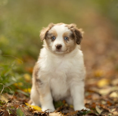 Les chiots de Berger Américain Miniature 