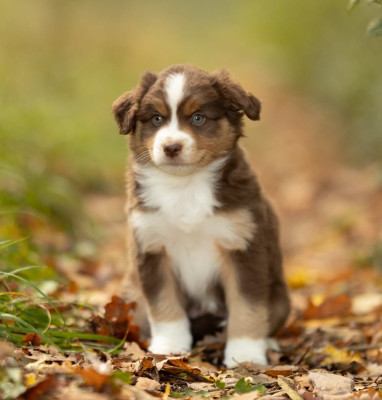 Les chiots de Berger Américain Miniature 