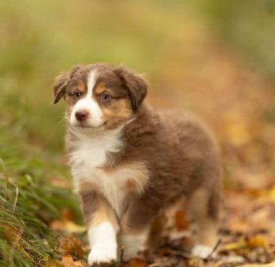 Les chiots de Berger Américain Miniature 
