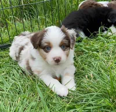Les chiots de Berger Américain Miniature 