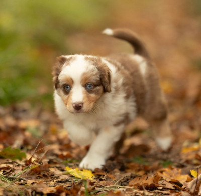 Les chiots de Berger Américain Miniature 