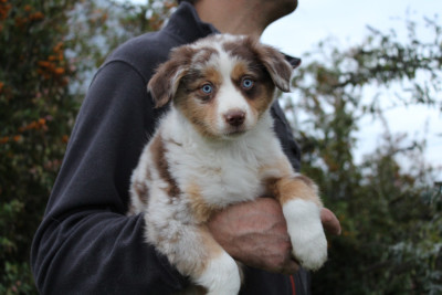 Les chiots de Berger Américain Miniature 