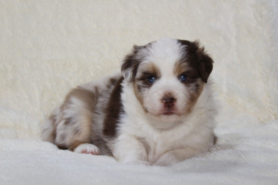 Les chiots de Berger Américain Miniature 