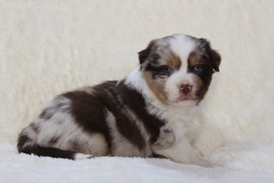 Les chiots de Berger Américain Miniature 