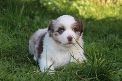 Les chiots de Berger Américain Miniature 