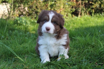 Les chiots de Berger Américain Miniature 