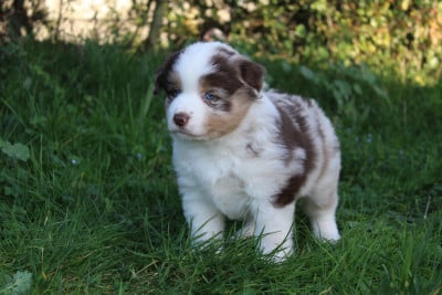 Les chiots de Berger Américain Miniature 