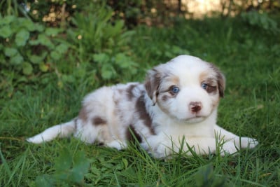 Les chiots de Berger Américain Miniature 