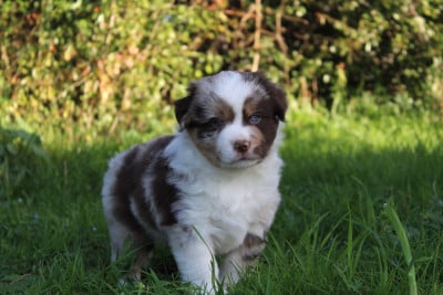 Les chiots de Berger Américain Miniature 