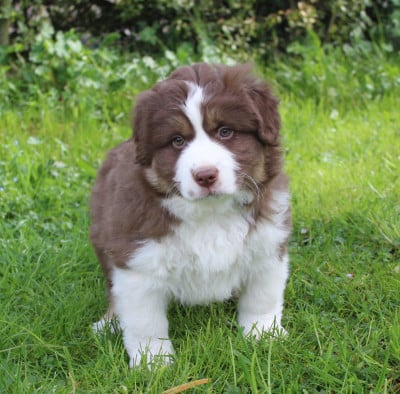 Les chiots de Berger Américain Miniature