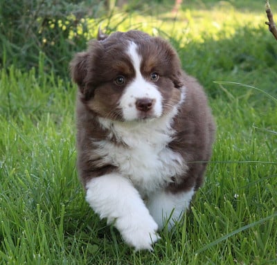 Les chiots de Berger Américain Miniature 