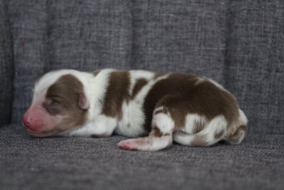 Les chiots de Berger Américain Miniature 