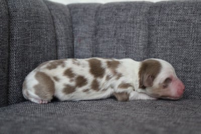 Les chiots de Berger Américain Miniature 
