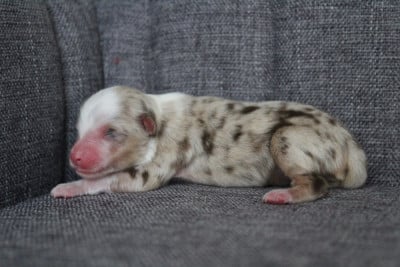 Les chiots de Berger Américain Miniature 