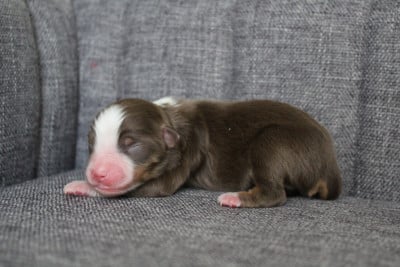 Les chiots de Berger Américain Miniature 