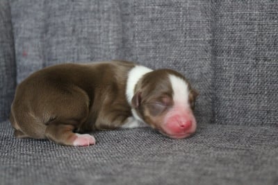Les chiots de Berger Américain Miniature 