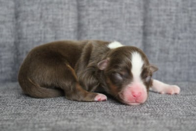 Les chiots de Berger Américain Miniature 