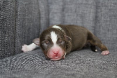 Les chiots de Berger Américain Miniature 