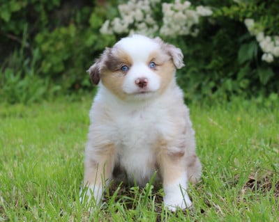 Les chiots de Berger Américain Miniature 